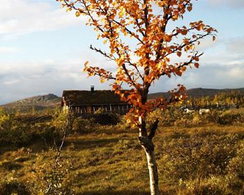 Høtsfarger i fjellet - Klikk for stort bilde
